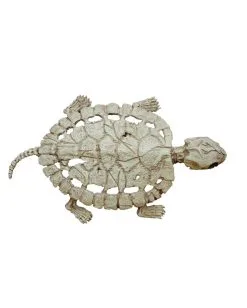 Schildkröten Skelett